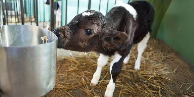 BUILDING STRONG IMMUNITY: THE FOUNDATION OF HEALTHY RUMINANT PRODUCTION